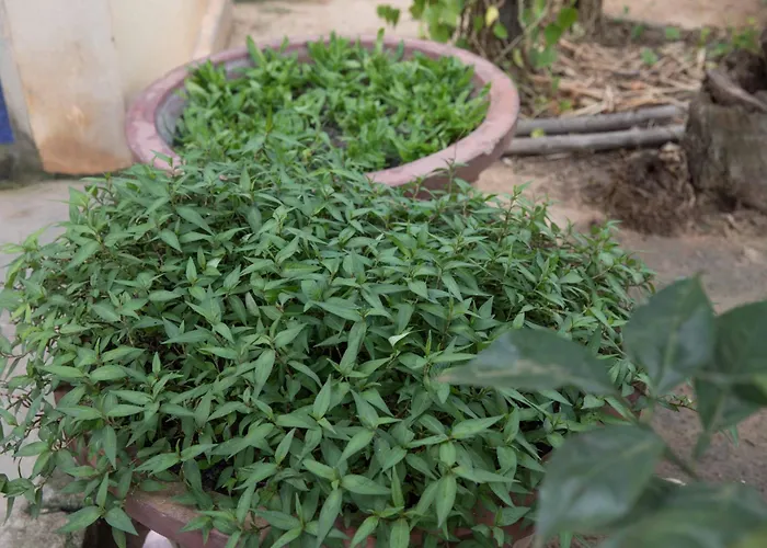 Chansor 16 By Siem Reap Homesteading * Phumi Trach Pok