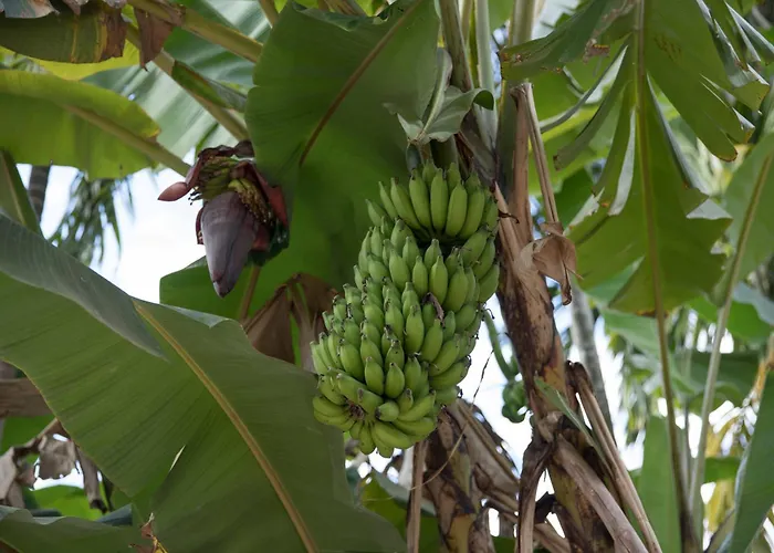 Kwatera prywatna Chansor 16 By Siem Reap Homesteading Phumi Trach Pok