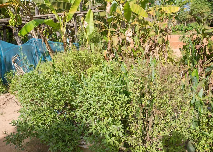 Chansor 16 By Siem Reap Homesteading * Phumi Trach Pok